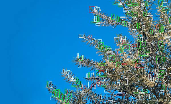 El robot argentino que usa <b>inteligencia artificial</b> para salvar cosechas - Red43 thumbnail