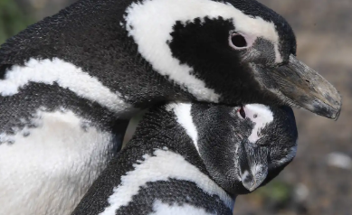 Masacre de pingüinos en Punta Tombo: Se ratificó la condena del único acusado