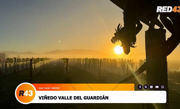 el viñedo místico de «Pachi» Sánchez