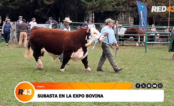 Pesa 840 kilos y fue elegido Gran Campeón Macho Hereford en la Expo Bovina de Esquel