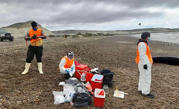 Varamiento de ballenas: intensifican el monitoreo sanitario y estudian las causas
