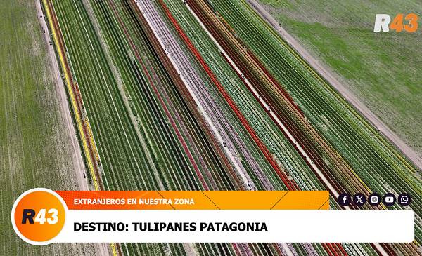 Viajeros de todo el mundo disfrutan la belleza de Tulipanes Patagonia